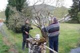 Arne Tveit og Rolf Alne i ferd med å beskjera gamle tre i parken